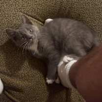 Thumbnail photo of Bob #4