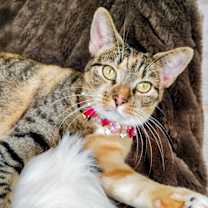 Thumbnail photo of Princess Diana #1