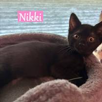 Thumbnail photo of Nikki #3