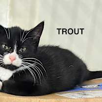 Thumbnail photo of Trout #2