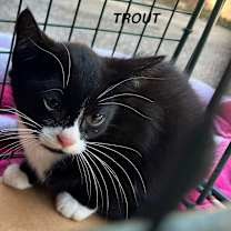 Thumbnail photo of Trout #3