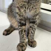 Thumbnail photo of Tink #2