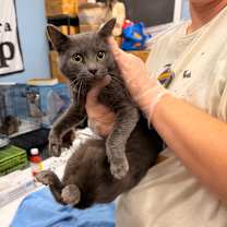 Thumbnail photo of Jasmine #2