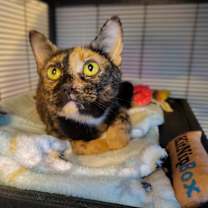 Thumbnail photo of Mavis #2