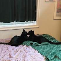 Thumbnail photo of California(f)/Saskatchewan(m) #2