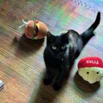 Thumbnail photo of California(f)/Saskatchewan(m) #4