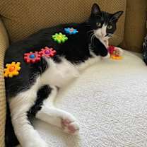 Thumbnail photo of Stormy #2