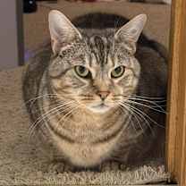 Thumbnail photo of Jinx #1