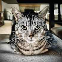 Thumbnail photo of Jinx #2