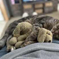 Thumbnail photo of Jinx #3