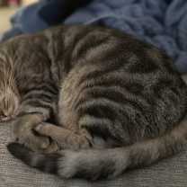 Thumbnail photo of Jinx #4