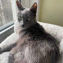 Thumbnail photo of Kit Kat #1