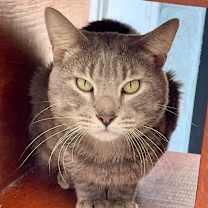 Thumbnail photo of Shenanigans #2