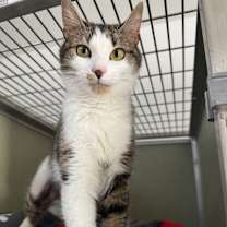 Thumbnail photo of Fizzie #2