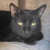 Thumbnail photo of Jamanji #2