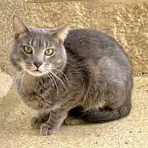 Thumbnail photo of Shenanigans #3