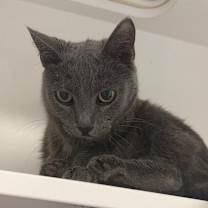 Thumbnail photo of Kit Kat #3