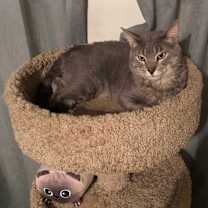 Thumbnail photo of Shenanigans #4