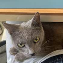 Thumbnail photo of Kit Kat #4