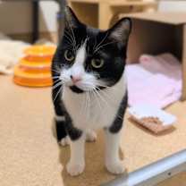 Thumbnail photo of Lunabell #1