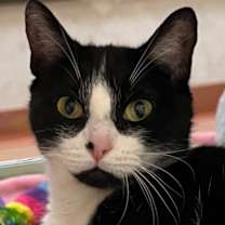 Thumbnail photo of Lunabell #4