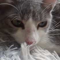 Thumbnail photo of Omega #1