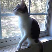 Thumbnail photo of Omega #2