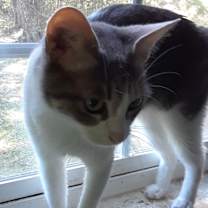 Thumbnail photo of Omega #3