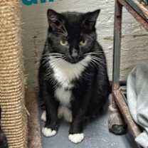 Thumbnail photo of Gin - CCHS #2