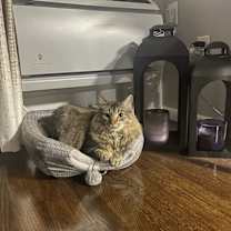 Thumbnail photo of Polo #3