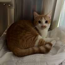 Thumbnail photo of Doritos #2