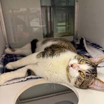 Thumbnail photo of Galileo #3