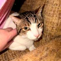 Thumbnail photo of Chance #1