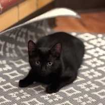 Thumbnail photo of Kyra #3