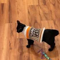 Thumbnail photo of Kyra #4