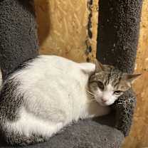 Thumbnail photo of Chance #3