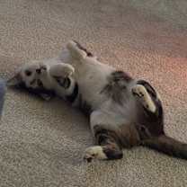 Thumbnail photo of Bodhi #4