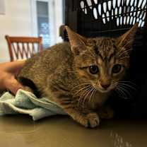 Thumbnail photo of Sario #2