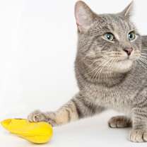 Thumbnail photo of Matlock #4