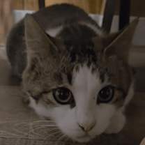 Thumbnail photo of HopScotch #1