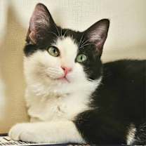 Thumbnail photo of Twinkle Toes #1