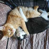 Thumbnail photo of Twinkle Toes #2