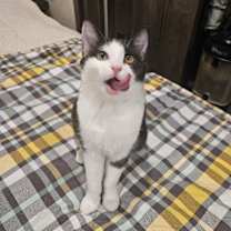 Thumbnail photo of Twinkle Toes #3