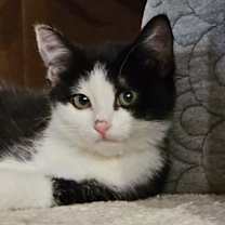 Thumbnail photo of Twinkle Toes #4