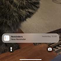 Thumbnail photo of Missy #1