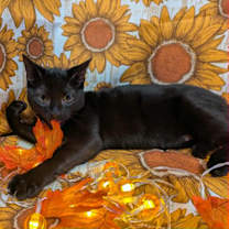 Thumbnail photo of Espinoza #1