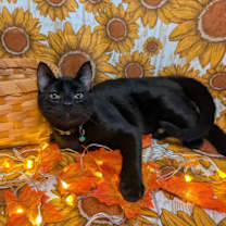 Thumbnail photo of Espinoza #2