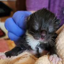 Thumbnail photo of Daphne #2