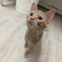 Thumbnail photo of Mandarin Orange #2