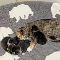 Thumbnail photo of Orchid #2